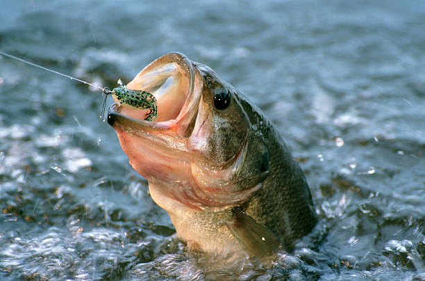 Peixe capturado com isca artificial na água